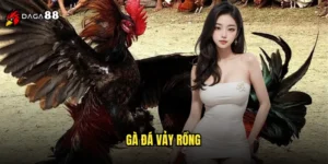 gà đá vảy rồng