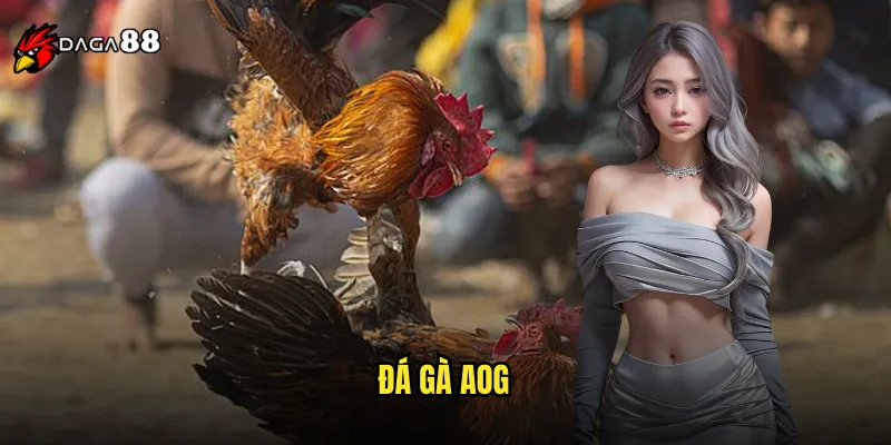 Đá Gà AOG