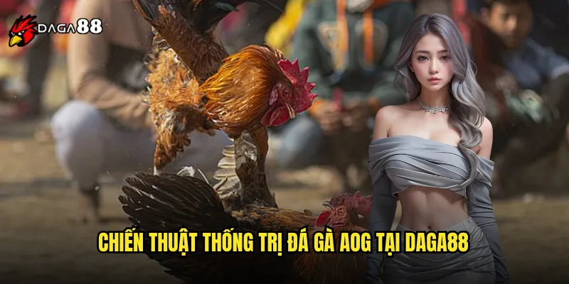 Đá Gà AOG DAGA88 Arena Of Glory Đấu Trường Danh Vọng 3 Chiến thuật thống trị đá gà AOG tại DAGA88