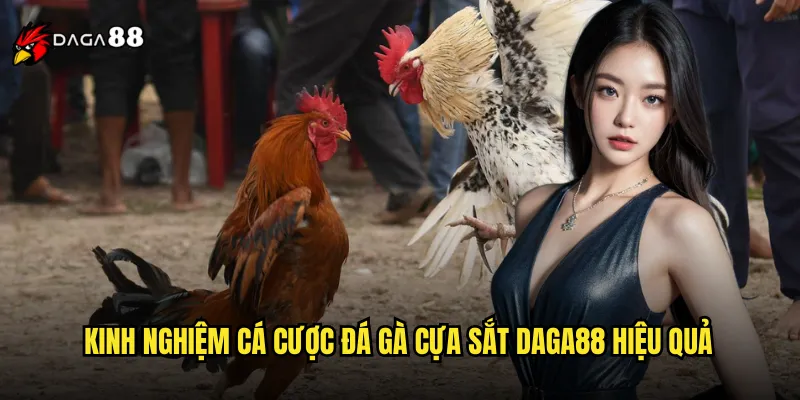 Đá Gà Cựa Sắt DAGA88 Trận Đấu Sinh Tử Kịch Tính Nhất 3 Kinh nghiệm cá cược đá gà cựa sắt DAGA88 hiệu quả