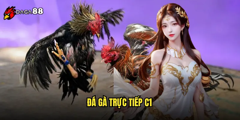 Đá Gà Trực Tiếp C1 DAGA88 Live Stream Chất Lượng Ultra HD 1 đá gà trực tiếp C1