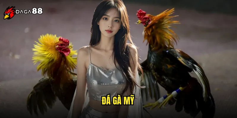 đá gà mỹ