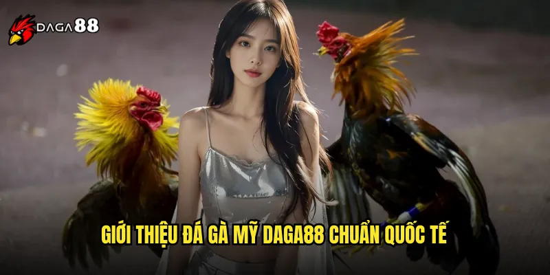 Đá Gà Mỹ DAGA88 Phong Cách American Gamefowl Đỉnh Cao 2 Giới thiệu đá gà Mỹ DAGA88 chuẩn quốc tế