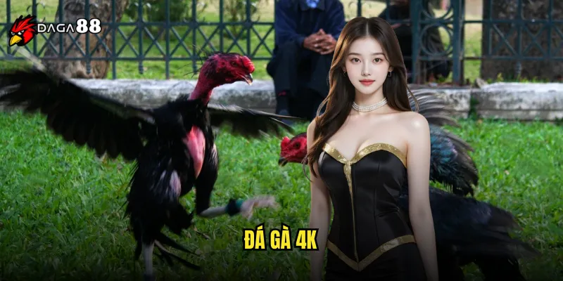 Đá gà 4k