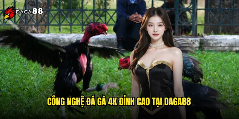 Đá Gà 4K DAGA88 Trải Nghiệm Siêu Nét Như Có Mặt Tại Trường Gà 2 Công Nghệ Đá Gà 4K Đỉnh Cao Tại DAGA88